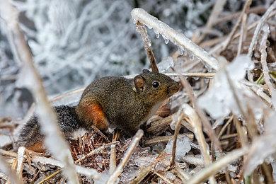 《博德之门3》专门聘请演员来发出亲密时呻吟声