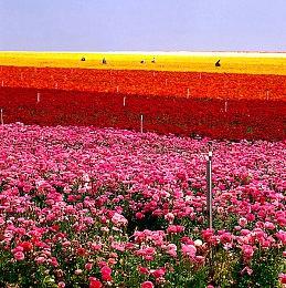 任天堂美国总裁谈Switch2 重点不是性能而是画面会发生什么